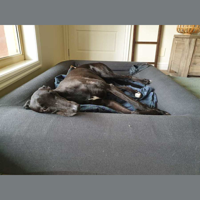 Photo of Scooby, The Greyhound