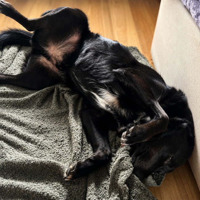 Photo of Max