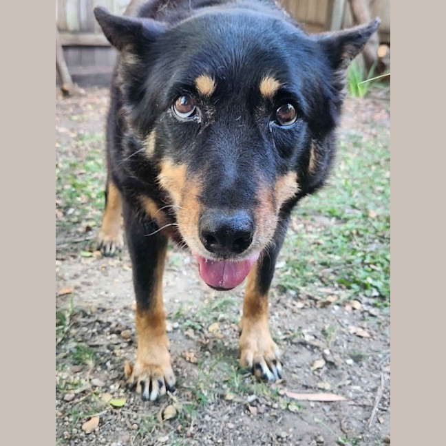 Photo of Elly *$250 Adoption Fee* 