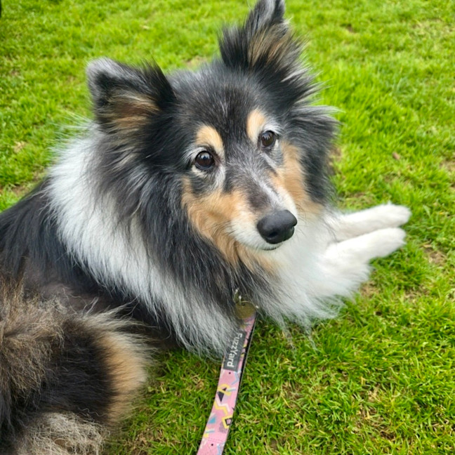 Photo of Missy
