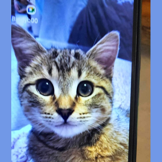 Photo of Meelo