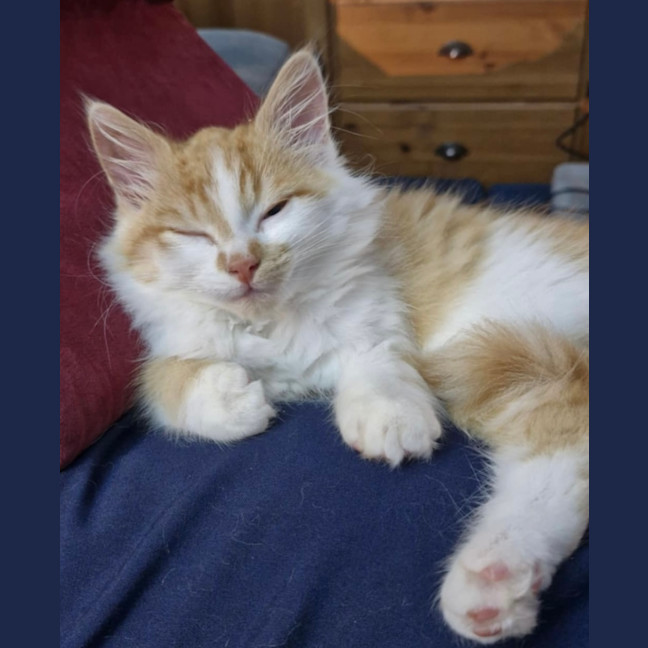 Photo of Oliver 😻🧵🧶