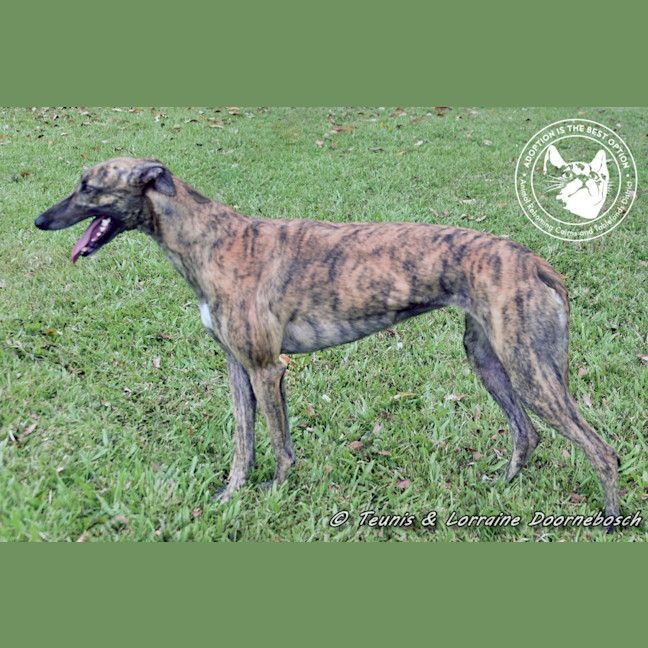 Photo of Rizzo (Racing Name Muppet Central)