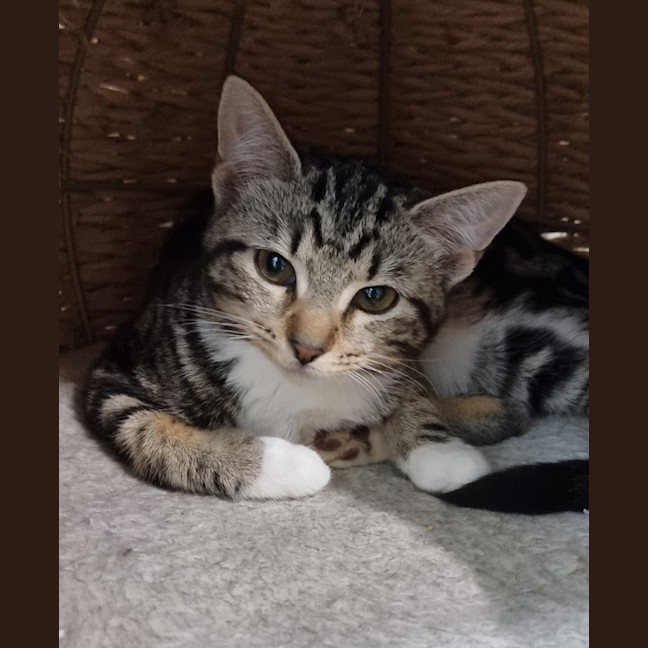 Photo of Solo