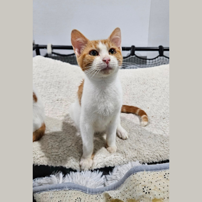 Photo of Ollie