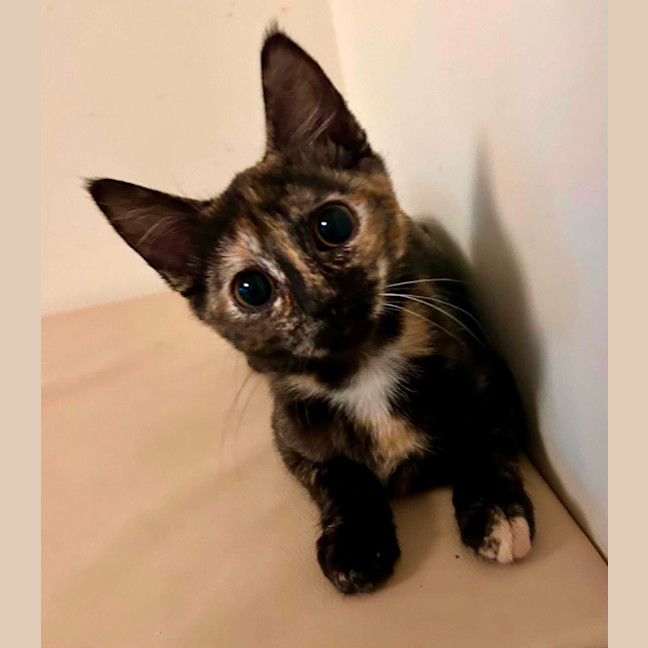 Photo of Pancake