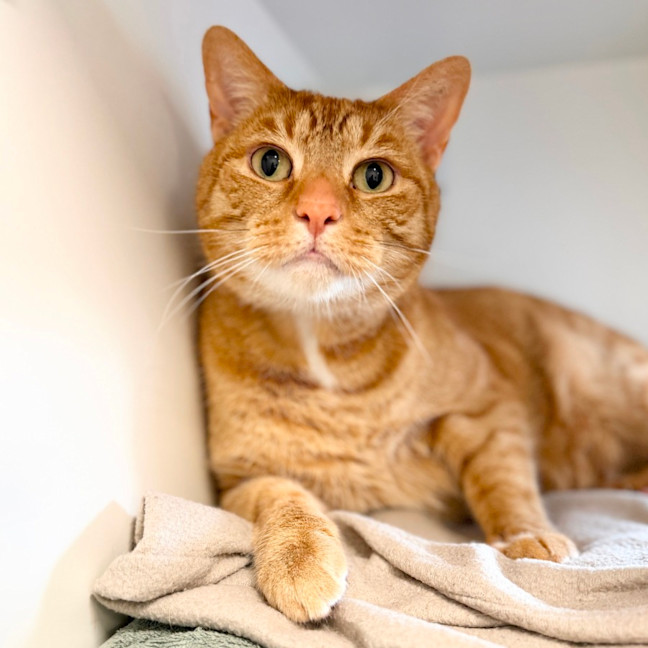 Photo of Simba