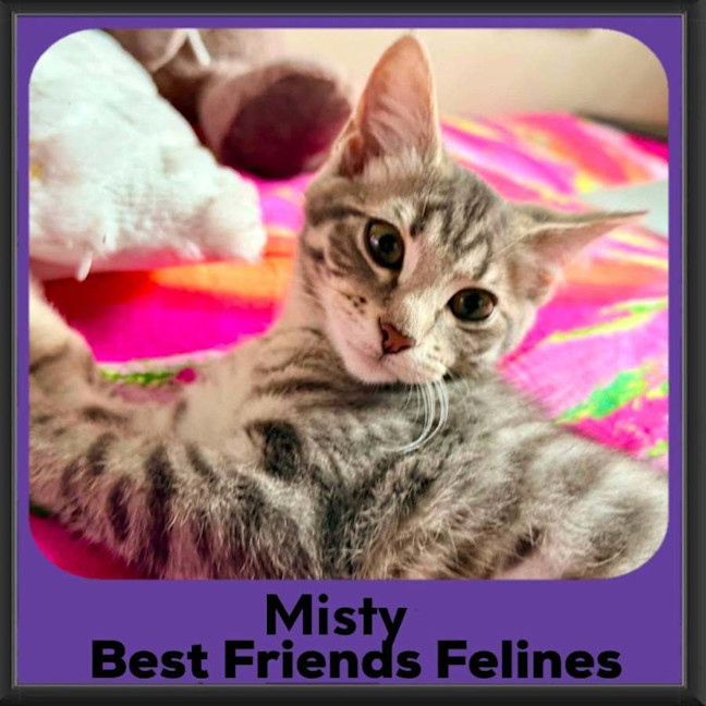 Photo of Misty 