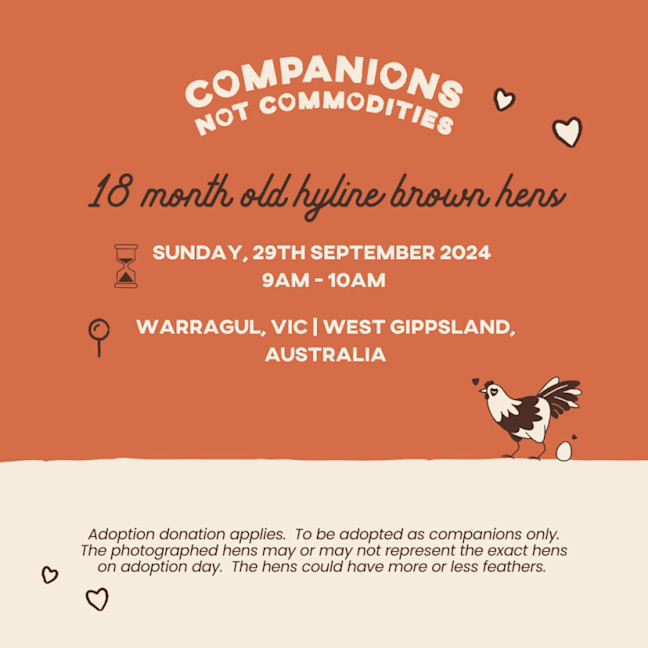 Photo of 🚨 Urgent: Rescue Hens From An Egg Farm 🫶