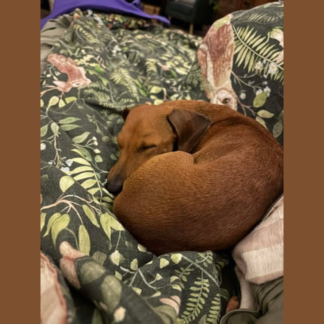 Photo of Lady