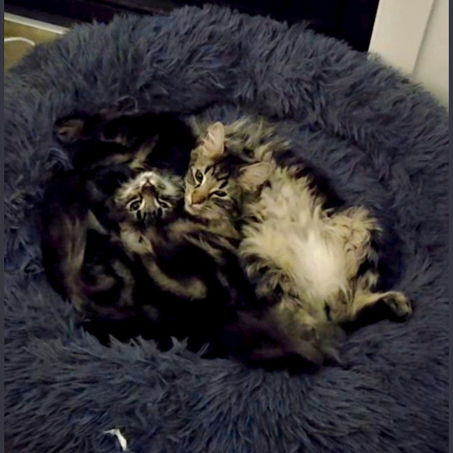 Photo of Poe