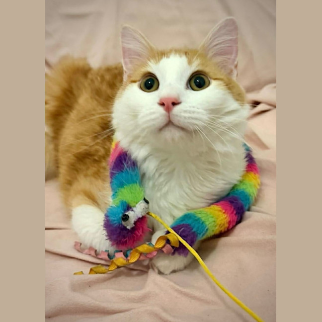 Photo of Cheddar