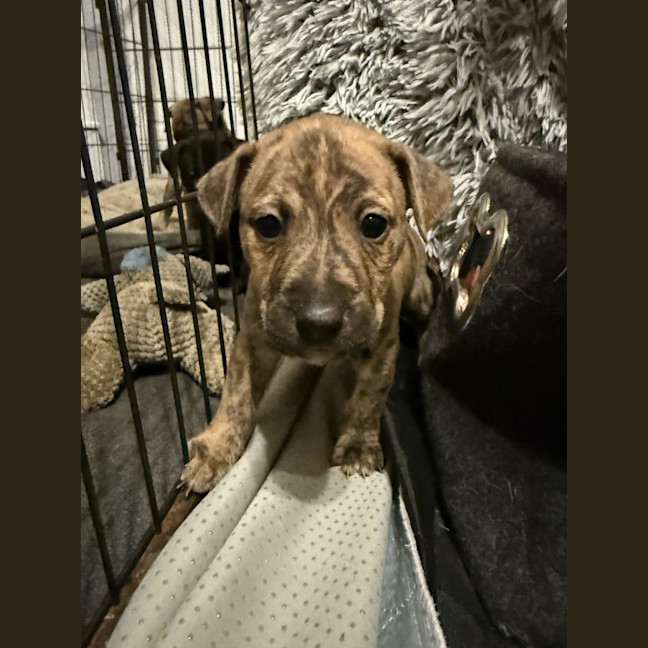 Photo of Collar Black