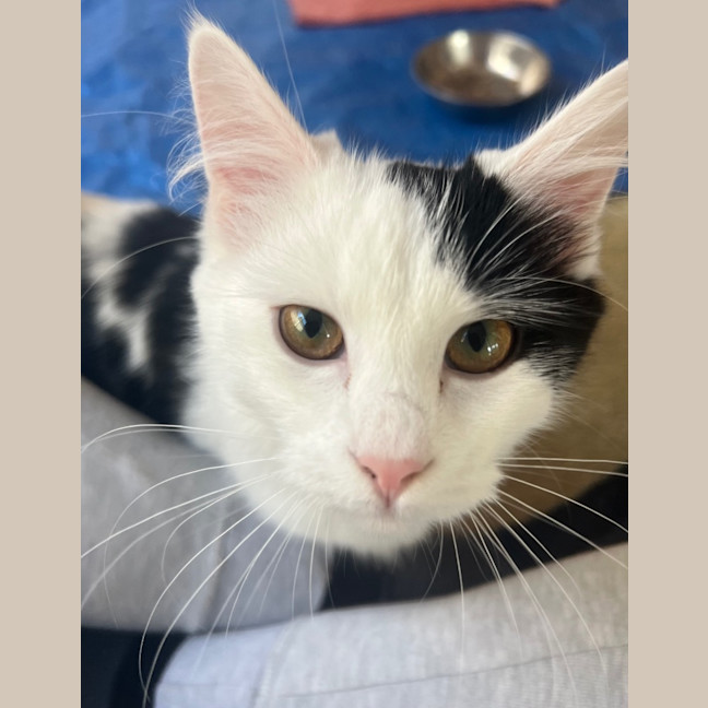 Photo of Chickpea