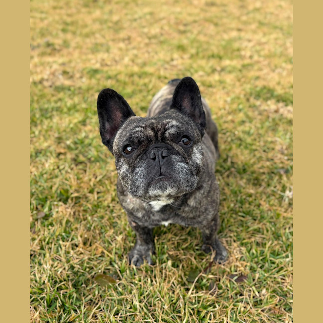 Photo of Olive