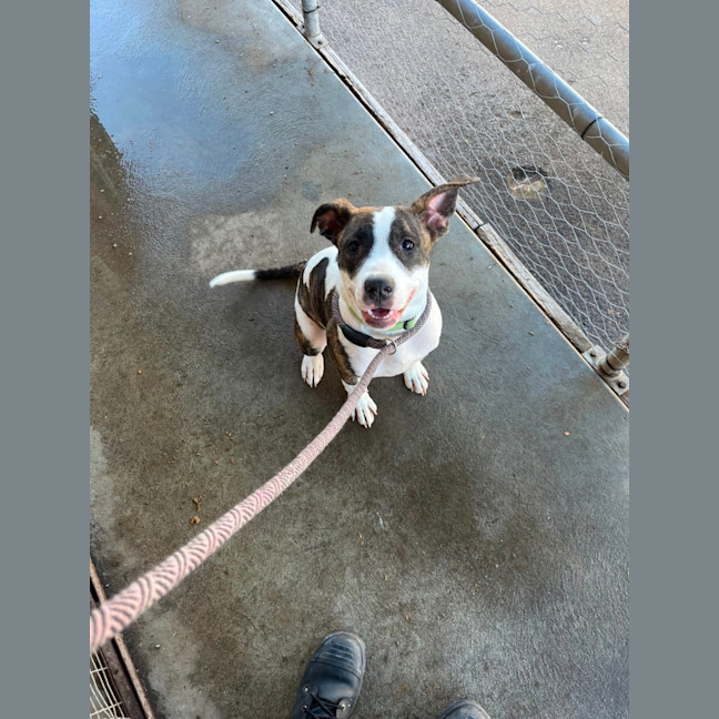 Photo of Dexie