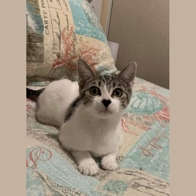 Photo of Patchy