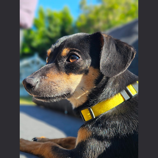 Photo of Louie  9 Month Old Chihuahua X Dachshund 