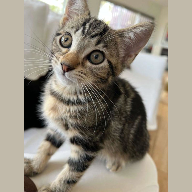 Photo of Nala