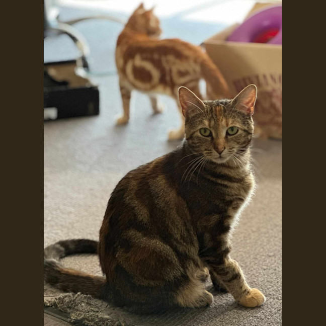 Photo of Jaffa