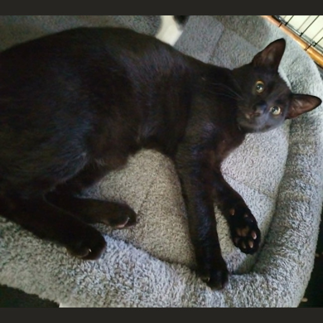 Photo of Rascal