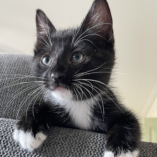 Photo of Jinx