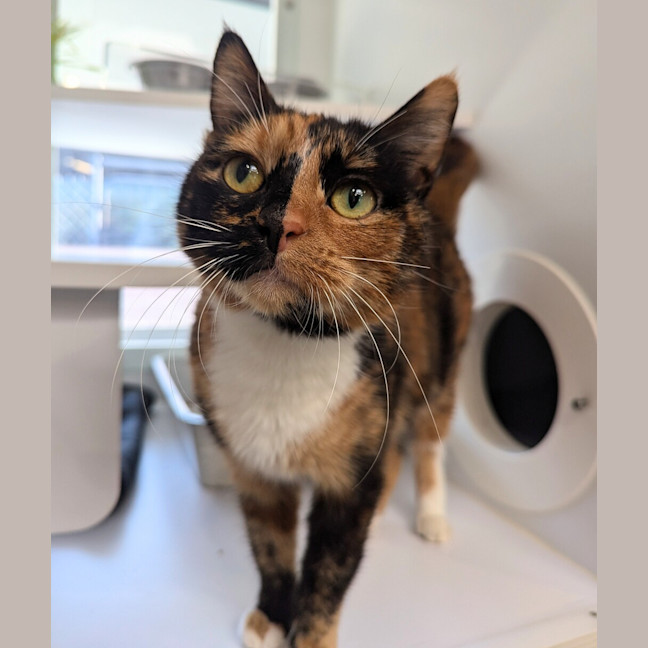 Photo of Minty