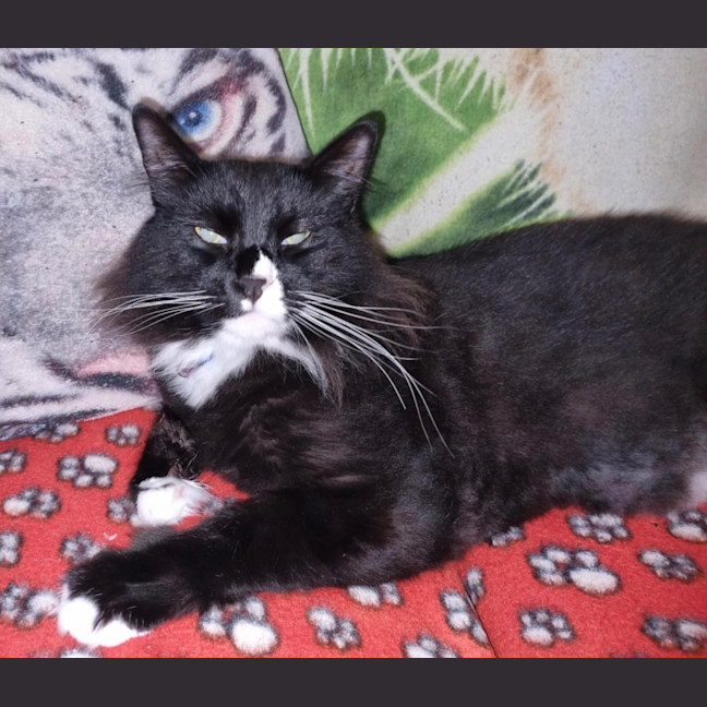 Photo of Apache