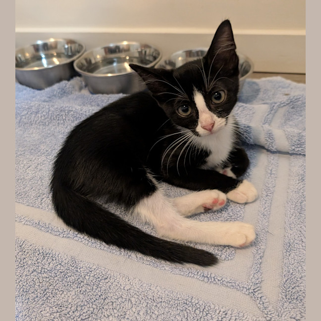 Photo of Mango Tango 