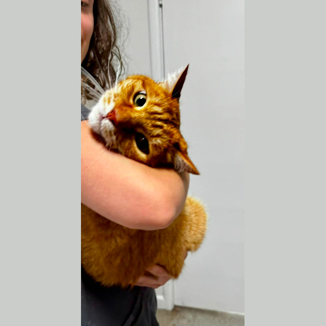 Photo of Gingy
