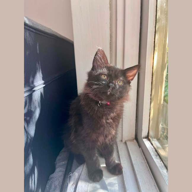 Photo of Huckleberry