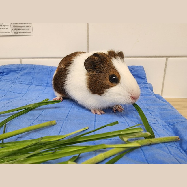 Photo of Ra And Bast