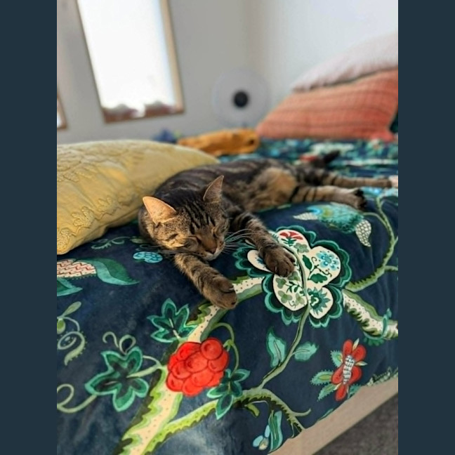 Photo of Kovu *9 Lives Project Rescue*