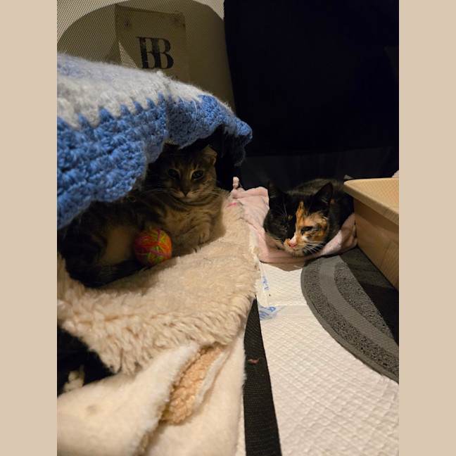 Photo of Tinkerbell & Sweet Chili