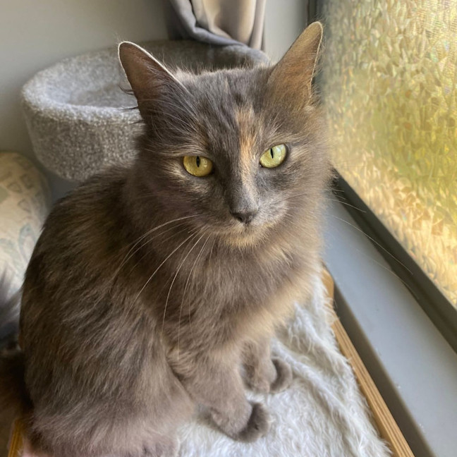 Photo of Purrdee