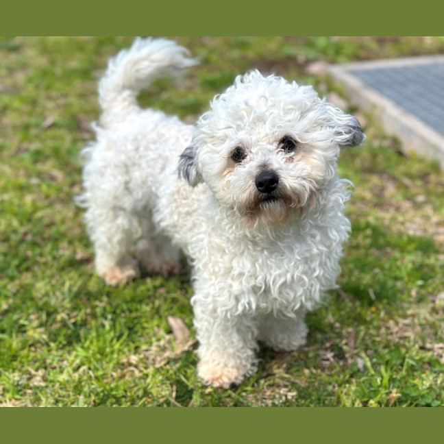 Photo of Crisp.P.Bacon