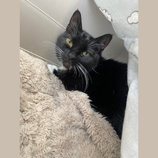 Photo of Rosie, Amelia, And Bam Bam