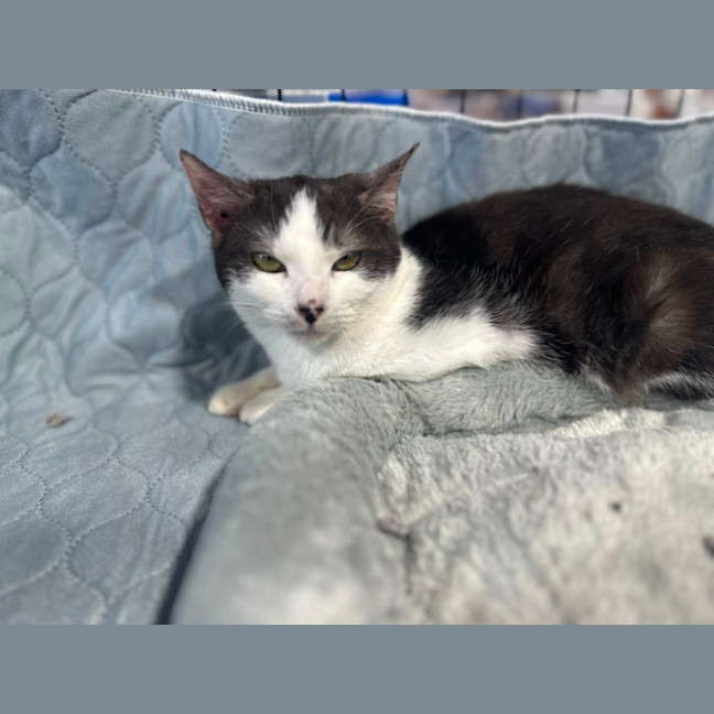 Photo of Maya   Sweet And Shy