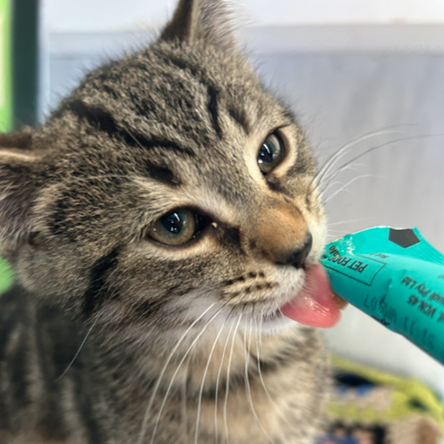 Photo of Mr. Wiggle