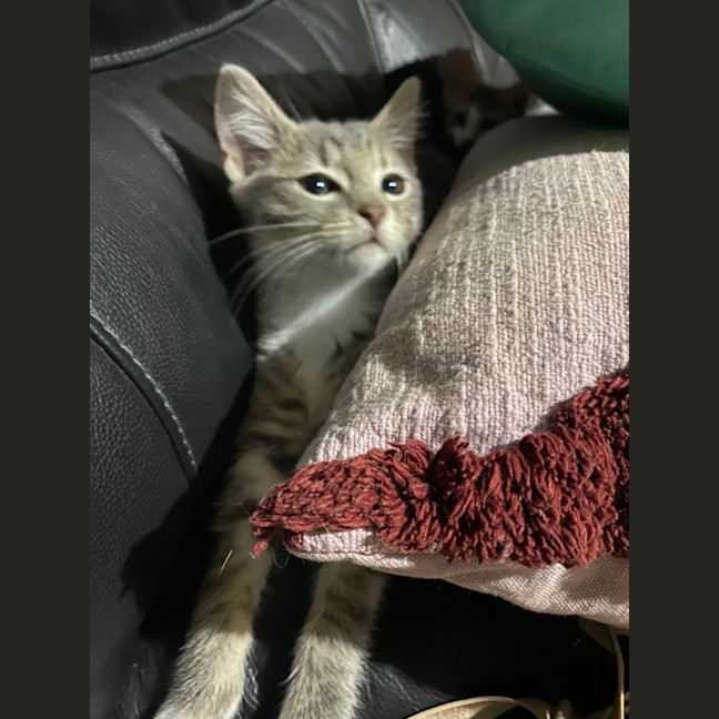 Photo of Jasmine   Meet Me At Petstock Chelsea