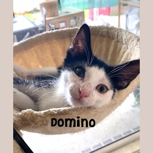 Photo of Domino
