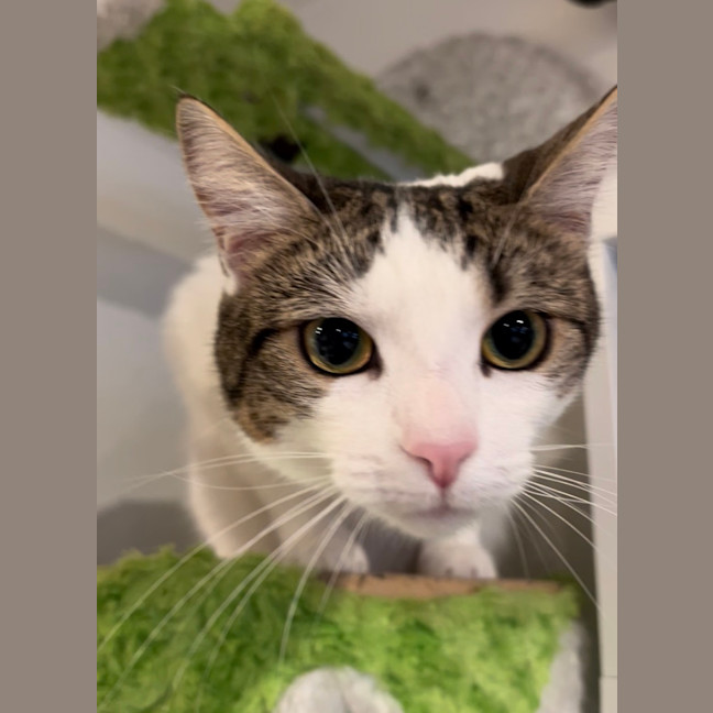 Photo of Horchata ( Cha Cha )