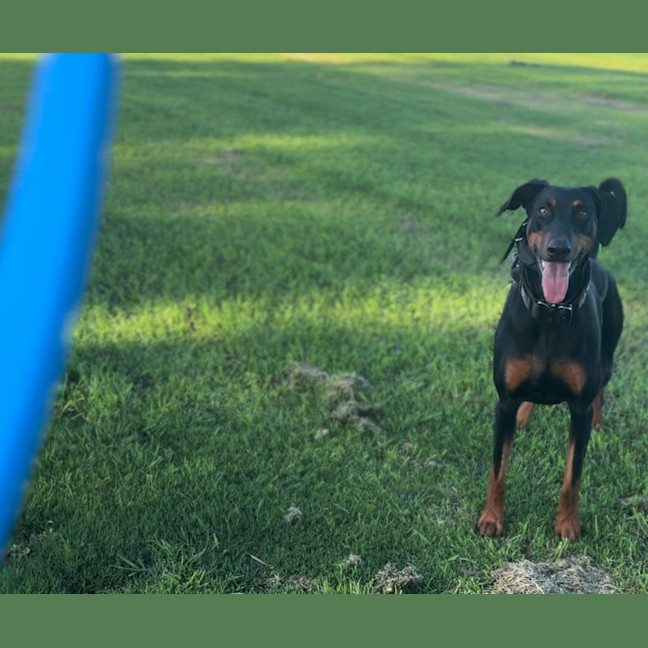 Photo of Ms Z Von Dobermann