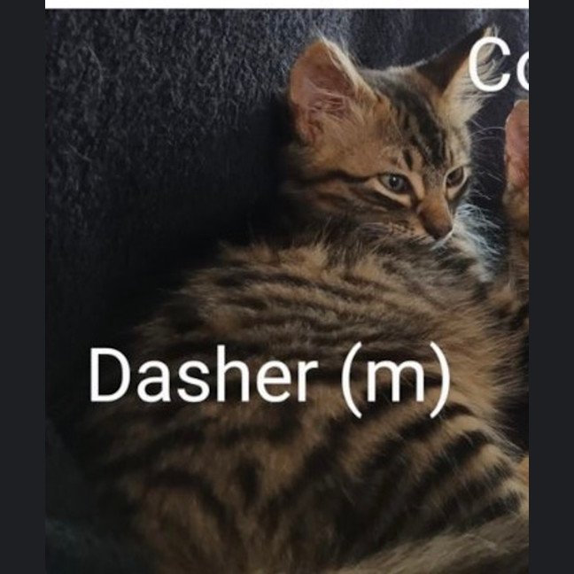 Photo of Dasher