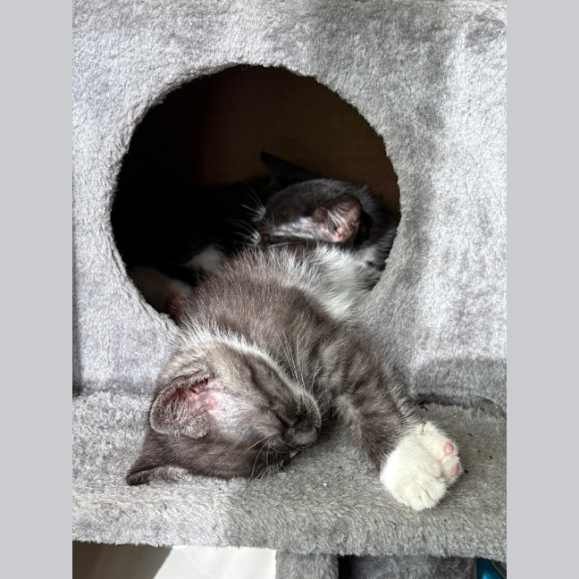 Photo of Tarzan