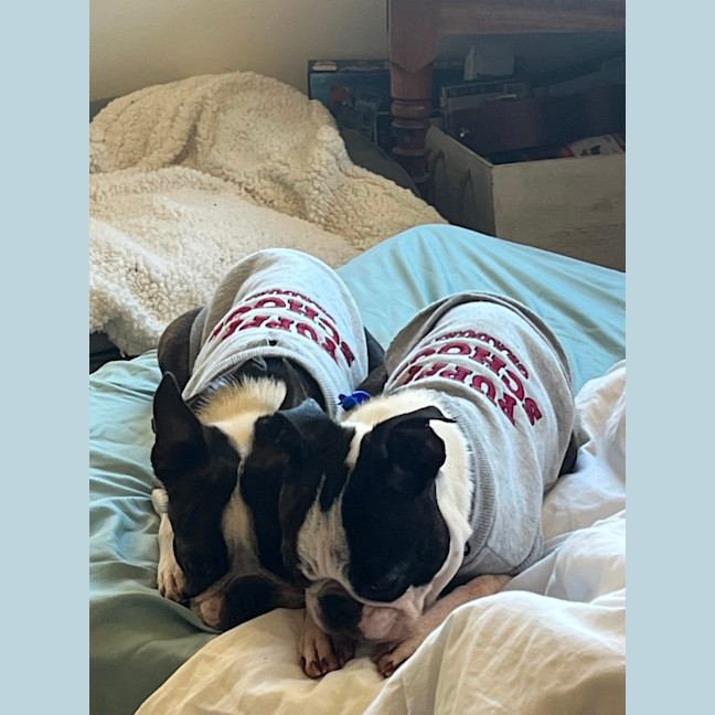Photo of Cash & Casino   4 & 2 Year Old Boston Terriers
