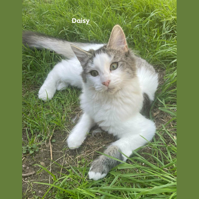 Photo of Daisy