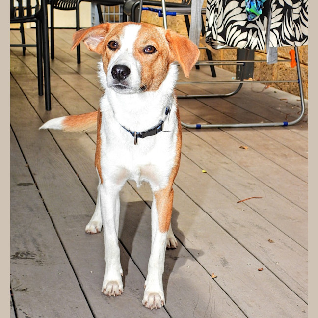 Photo of Harvey
