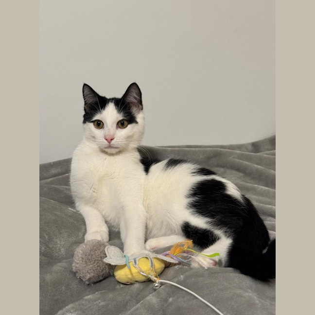 Photo of Smudge