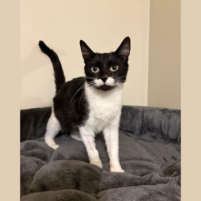 Photo of Lady Stella